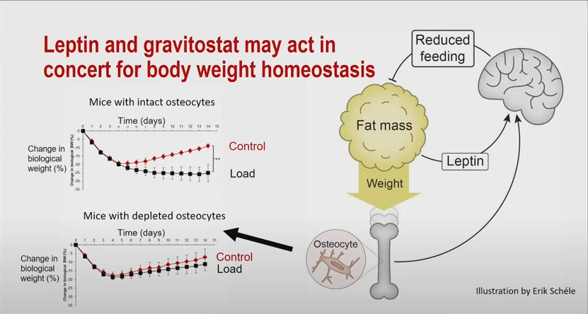 Diagram of fat mass pressing weight down through the leg bone onto an osteocyte, which signals the brain to reduce feeding, beside two mouse graphs comparing loaded and control animals with intact versus depleted osteocytes