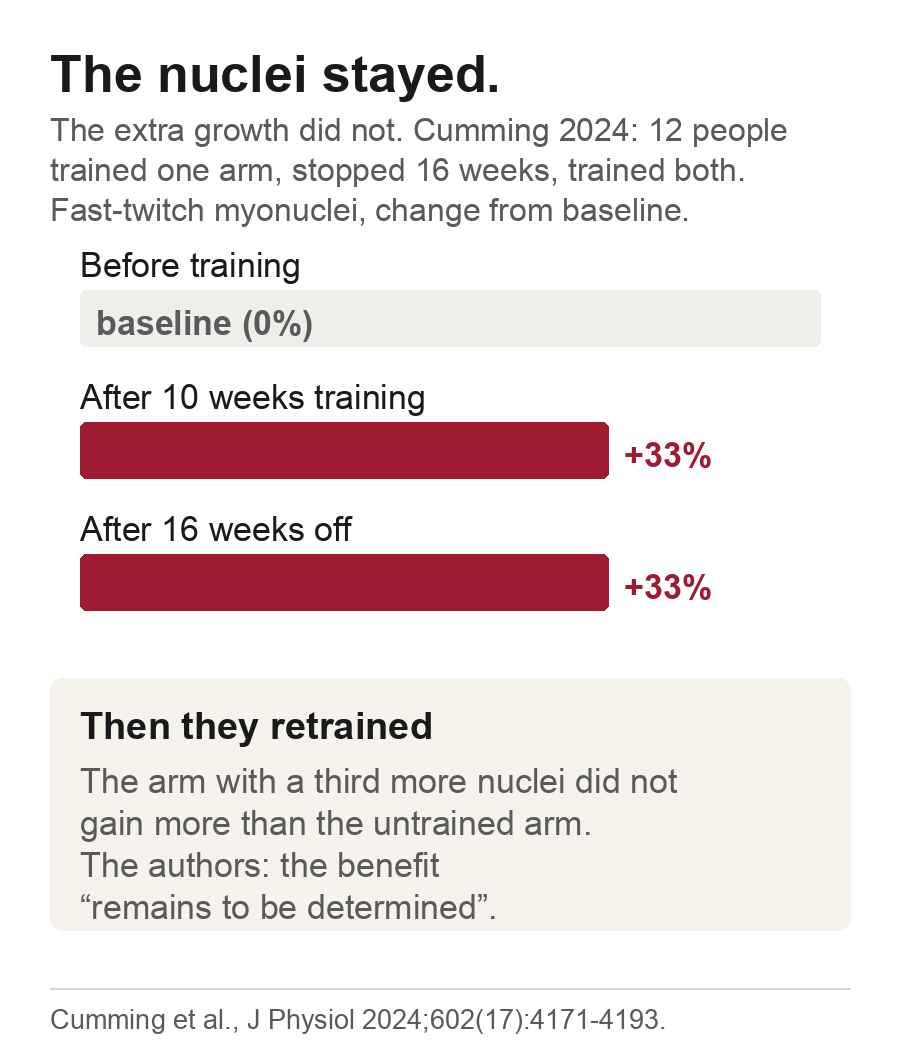 Bar chart of fast-twitch myonuclei in the Cumming 2024 trial, unchanged at plus 33 percent from after training through 16 weeks off