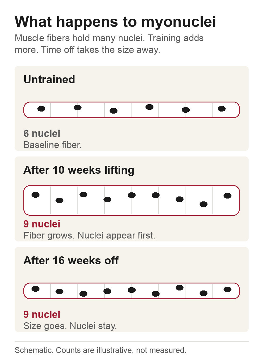 Diagram of a muscle fiber before training, after training and after time off, showing nuclei counts of six, nine and nine
